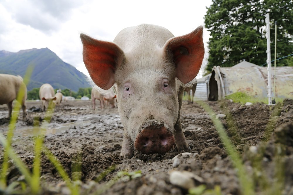 PIGS IN MUD… FEAR AND OTHER MUSINGS.
