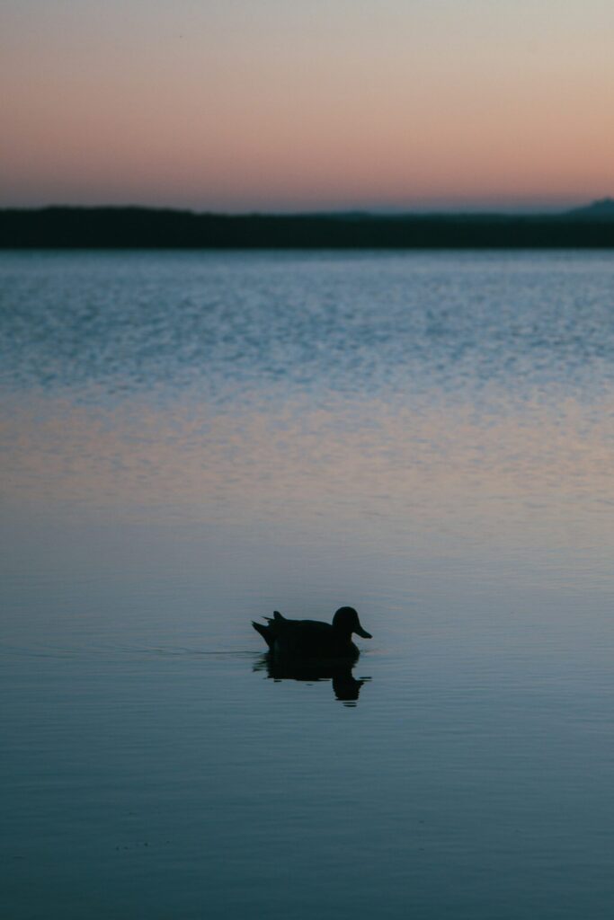 A duck on flat still water at dusk, the calm conditions typical of St Georges Basin