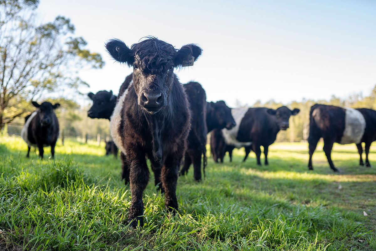 Belted Galloway cattle grazing in a green paddock in the Berry hinterland on the NSW South Coast
