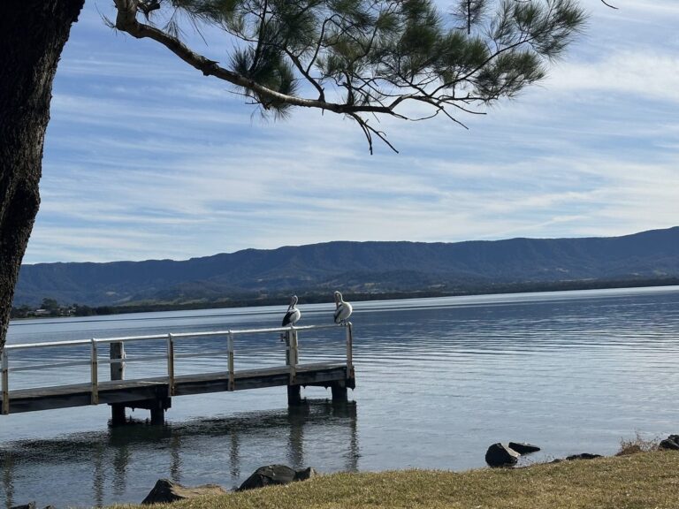 Pelicans on a jetty at Oak Flats on Lake Illawarra, with the escarpment behind